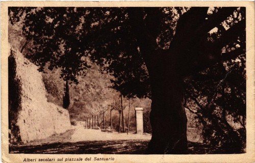 Cpa alberi secolari sul - ak,